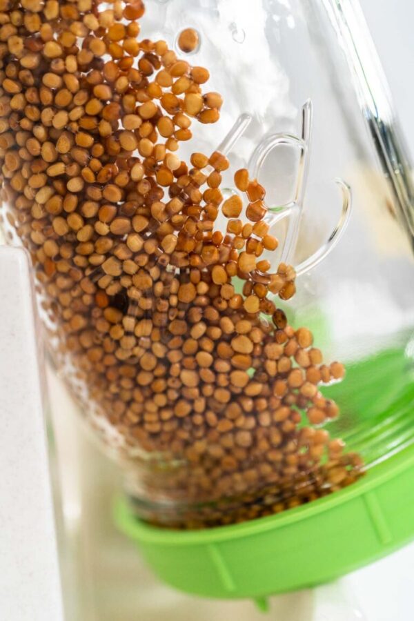 Growing sprouts in a jar - Arina Photography Day 2. Growing organic sprouts in a mason jar with sprouting lid on the kitchen counter.