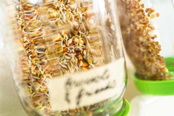 Growing sprouts in a jar - Arina Photography Day 4. Growing organic sprouts in a mason jar with sprouting lid on the kitchen counter.
