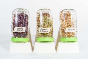 How to Grow Sprouts in a Jar