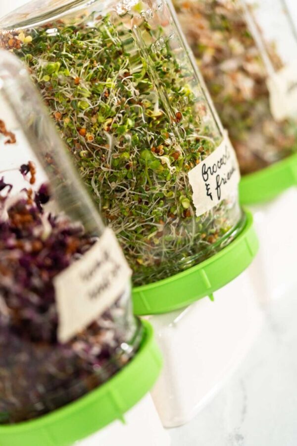 Growing sprouts in a jar - Arina Photography Day 6. Growing organic sprouts in a mason jar with sprouting lid on the kitchen counter.