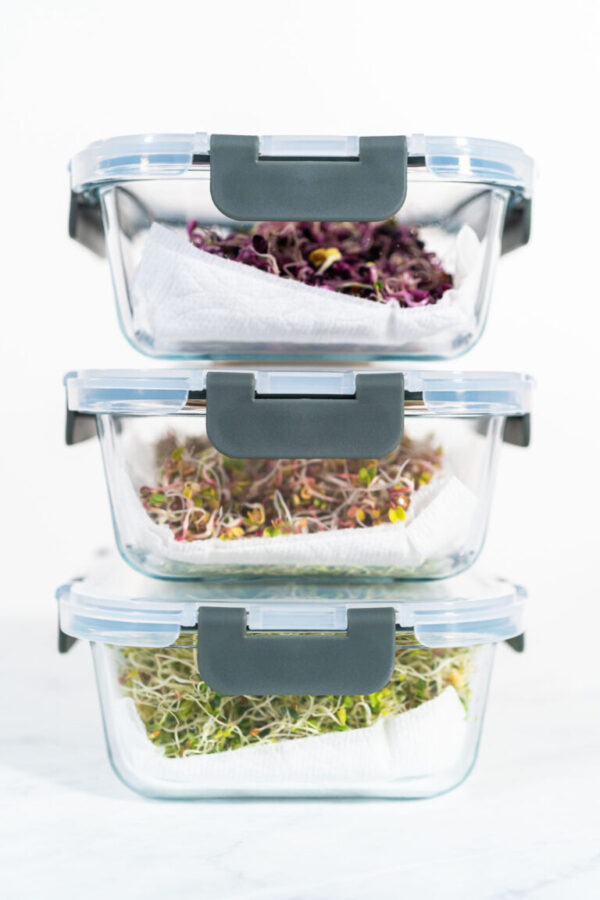 Growing sprouts in a jar - Arina Photography Day 6. Packaging freshly harvested organic sprouts into a glass container lined with paper towels.