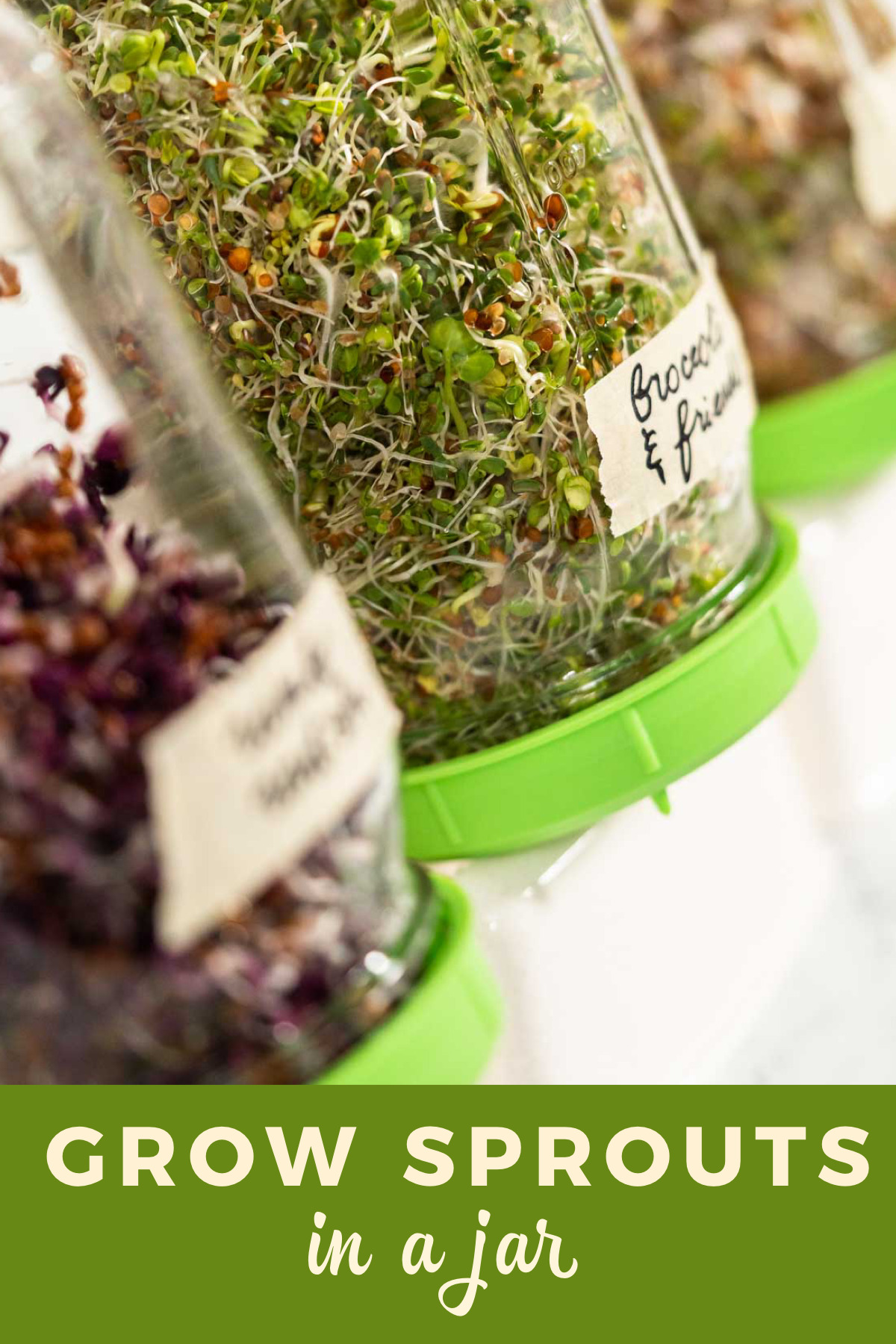 How to Grow Sprouts in a Jar