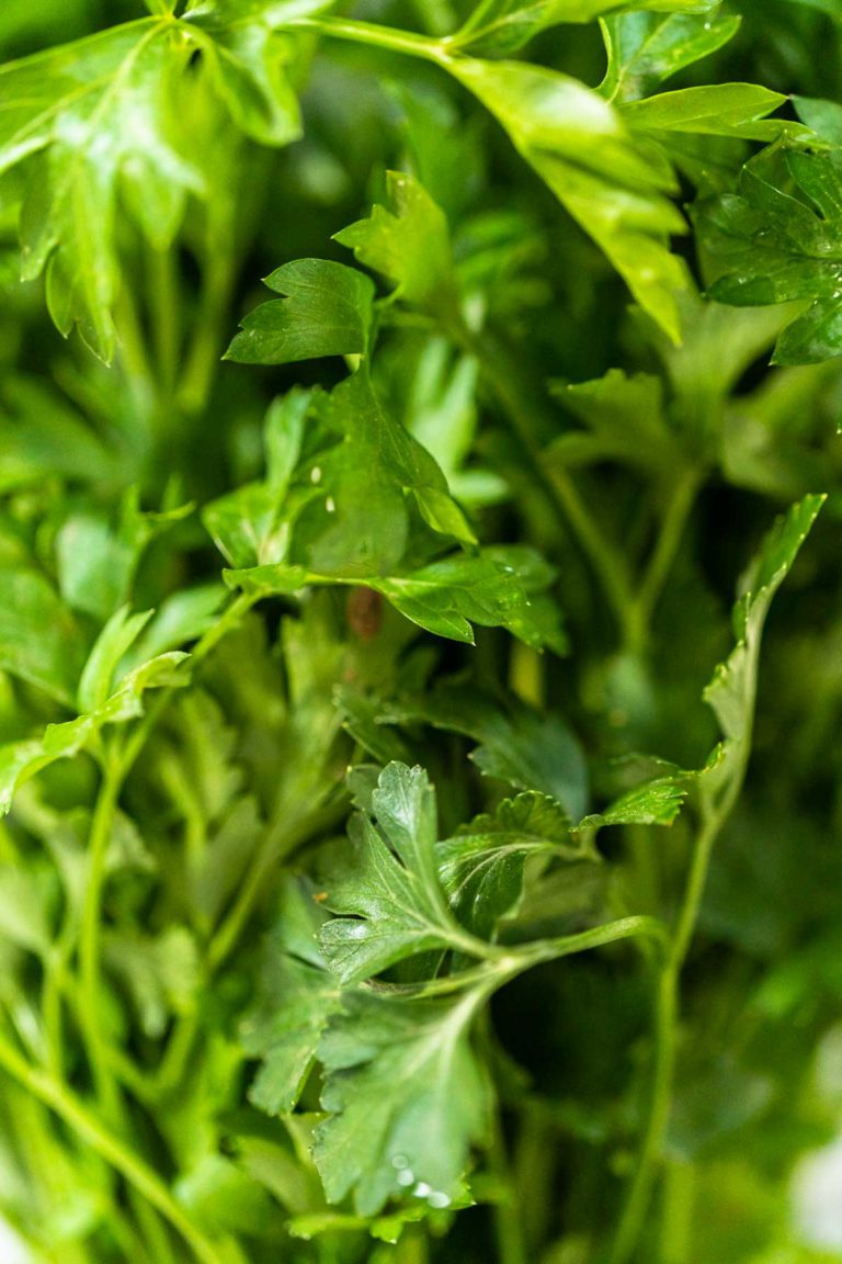 How to Store Fresh Parsley